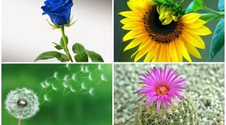 Trắc nghiệm vui: Chuyện tốt lành nào sắp đến với bạn trước thềm Tết Nguyên đán?