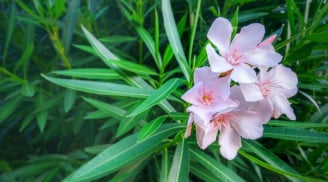 Trong nhà trồng 3 loại cây cảnh này tiền bạc thất thoát, vận xui dễ tìm đến