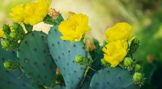 3 loại cây phá phong thủy không nên trồng trong năm Bính Ngọ 2026