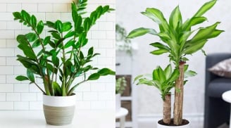 Nhà giàu thường trồng 6 loại cây này trong phòng khách vào 2026 vừa hút tiền, vừa giữ tài lộc