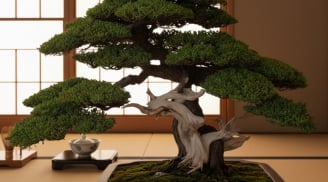 Nhà trồng 3 loại cây này, gia chủ như “mở cửa đón thần tài”, tài lộc bền lâu, phúc khí đầy nhà