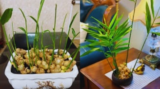 Người thuộc 2 mệnh này trồng gừng phong thủy cực hợp, dễ phát tài to