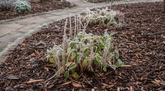 Rắc thứ có sẵn trong nhà ra vườn, đất được “giữ ấm”, cây bật sức khi xuân về