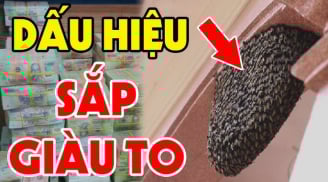 4 con vật này vào nhà Thần Tài ghé thăm, càng ở lâu càng nhiều của