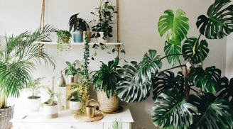 3 cây cảnh lá lớn được coi là 'Hot Trend' của năm 2026, tràn đầy hơi thở nhiệt đới, chiêu tài, cầu may