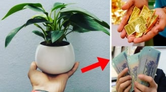 3 loại cây dân buôn chuộng nhất, gọi Tiền Tài theo về