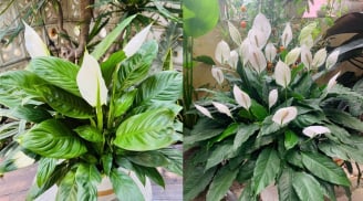 Tưới cây lan ý bằng loại nước này, hoa nở quanh năm