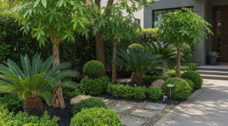 5 cây phong thủy thường xuất hiện trong nhà của các gia đình khá giả