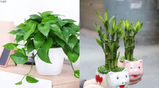 5 loại cây cảnh được ví như 'bùa hộ mệnh' hút tài lộc cho gia chủ, càng trồng càng giàu