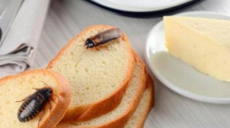 3 cách đuổi gián tại nhà an toàn, hiệu quả, không ảnh hưởng sức khỏe gia đình