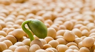 3 thực phẩm giúp chị em trẻ lâu, khỏe mạnh