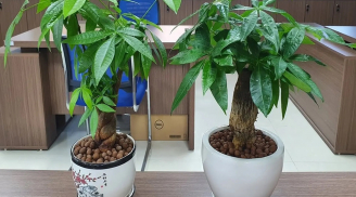 Cây kim ngân - Biểu tượng của tài lộc, may mắn của năm 2026