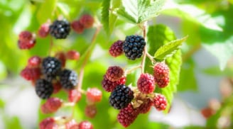 Dâu tằm – “quả nhỏ” nhưng công dụng làm đẹp không hề nhỏ