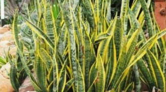 Vị trí đặt cây lưỡi hổ giúp kích hoạt tài lộc, hút may mắn cho gia chủ