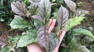 Loại cây mọc nhiều ở vùng núi cao được xem là “khắc tinh” của ung thư, bác sĩ khuyến nghị sử dụng đúng cách