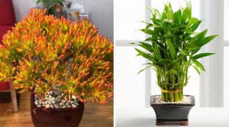 5 cây cảnh là “Vua thịnh vượng”, bảo vệ gia đình: Tốt cho phong thuỷ, lợi sức khoẻ