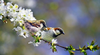 Lập Xuân 2026 vào ngày giờ nào và có gì đặc biệt?