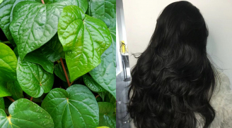 Lấy 5 loại lá này đun nước gội đầu, thấy rõ tóc giảm rụng, tóc con mọc không ngừng