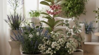 Muốn nhà lúc nào cũng thơm ngát? 7 loại cây trồng trong nhà giúp không gian dễ chịu tự nhiên