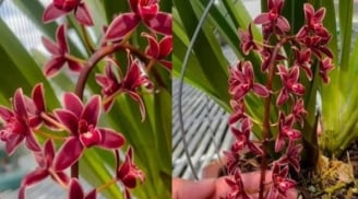 3 loại hoa “vượng tài - trấn trạch” mạnh hơn lưỡi hổ, kim tiền: Trồng càng nhiều, gia chủ càng phát lộc