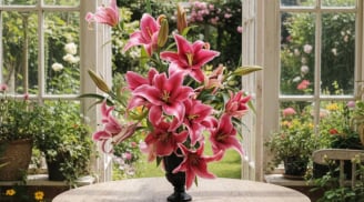 Tết 2026 gọi tên Profundo: Giống bách hợp khổng lồ thơm ngát, sang trọng, vụng mấy cũng chưng đẹp