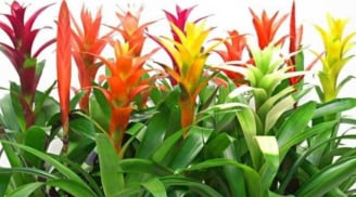 4 loại hoa tuyệt đối đừng mang đi biếu tặng: Nhà có thì giữ lại, đem cho dễ “hao lộc, tán may”