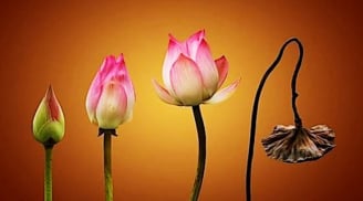 Dù bạn là ai cũng không thể thoát khỏi 5 loại “Nhân quả” này