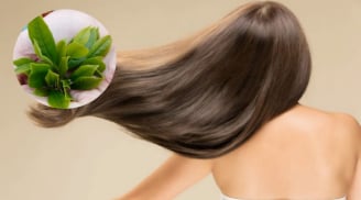 Gội đầu bằng thảo dược: Giải pháp tự nhiên giúp nuôi dưỡng tóc và da đầu khỏe mạnh mùa đông