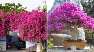 2 tuổi này trồng hoa giấy là 'đắc tài, đắc lộc': Hoa tốt tươi tài khí theo vào nhà