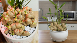 Người thuộc 2 mệnh này trồng gừng phong thủy, Tết Bính Ngọ 2026 hưởng trọn Lộc Trời