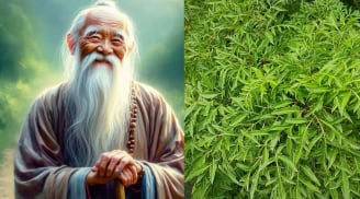 Có nên trồng cây đinh lăng trong nhà?