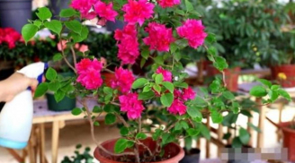 Bí quyết giúp hoa giấy nở kín cành, bền màu đến Tết nhờ loại nước “rẻ bèo” ai cũng có