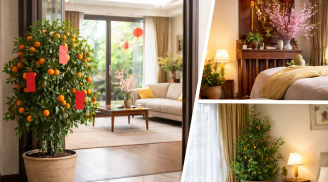 3 nơi không nên đặt cây cảnh ngày Tết nếu muốn gia đạo yên ổn, tài khí không bị xáo trộn