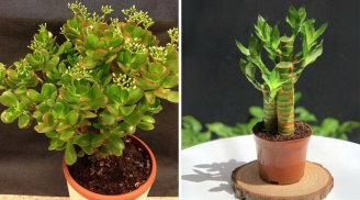 8 loại cây được xem là “kích hoạt” tài lộc, mang vận may vào nhà năm 2026: Nhà ai cũng nên có một cây