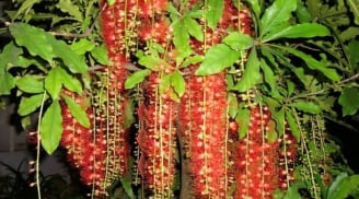 Cây lộc vừng đẹp, hút lộc nhưng vì sao nhiều người kiêng trồng trước cổng?