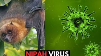 Dơi mang virus Nipah thường ăn một loại quả quen thuộc tại Việt Nam:  Bộ Y tế khuyến cáo