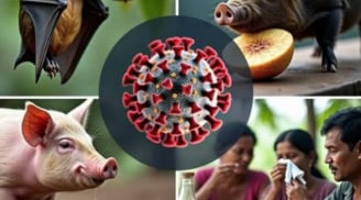 Lời nhắc nhở quan trọng: hãy làm điều này để tránh nguy cơ nhiễm virus Nipah