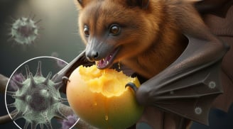 Virus Nipah tái bùng phát, tỷ lệ tử vong trên 40%: Bộ Y tế phát cảnh báo khẩn