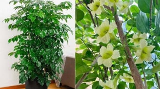 3 loại cây cảnh này trồng trong nhà ra hoa, điềm báo 'trúng số', gia chủ mang túi ba gang hốt tiền tài