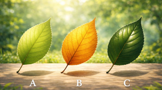 Quiz đầu năm 2026: Chọn một chiếc lá để biết bạn nên buông hay giữ gì để vận trình bứt phá