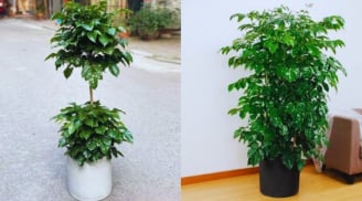 Bạn có biết, 5 sự thật thú vị về cây hạnh phúc?