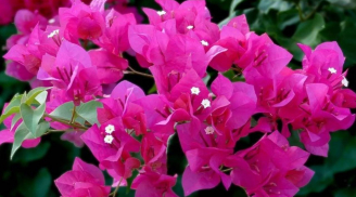 Hoa giấy mãi không nở? Áp dụng ngay bí quyết “thêm 3, bớt 1” để cây bung hoa rực rỡ