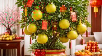 Ý nghĩa phong thuỷ của cây bưởi ngày Tết: Vì sao nhiều nhà giàu thích chưng cây bưởi?