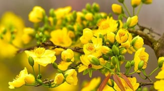 5 loại hoa cắm trên bàn thờ ngày Tết giúp thu hút tài lộc, may mắn