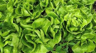 5 người nên hạn chế ăn rau xà lách