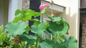 7 loại hoa cuối năm nhất định phải mua để giải trừ vận đen, hút tài lộc đón Tết