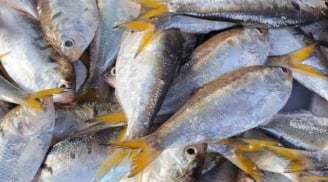 Đi chợ gặp loại cá này nên mua ngay: Canxi cao gấp 3 lần sữa, rẻ hơn thịt, bán đầy chợ Việt