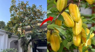 Người thuộc 3 mệnh này trồng Cây Khế như Rước Vàng vào nhà, lộc về như thác đổ