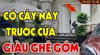 3 loại cây trồng trước nhà: Cây càng xanh người càng hưng thịnh, giàu có