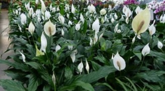 Cây Lan Ý mang may mắn, tài lộc cho người mệnh Thủy, Kim: Chăm thế nào để cây xanh tốt quanh năm?